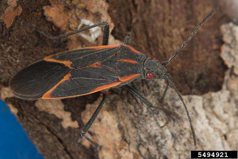 Boxelder Bugs Pest Control in Lansing area, Michigan