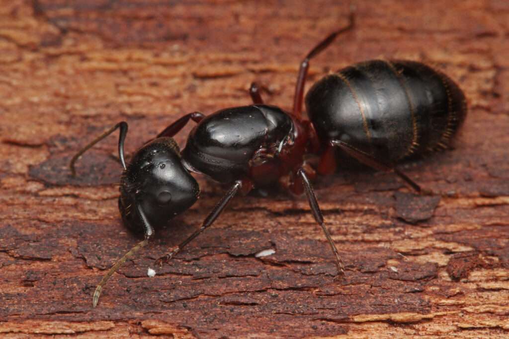 Crapenter Ant Pest Control in Lansing area, Michigan