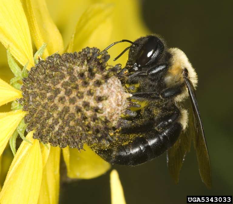 Carpenter Bee Pest Control in Lansing area, Michigan