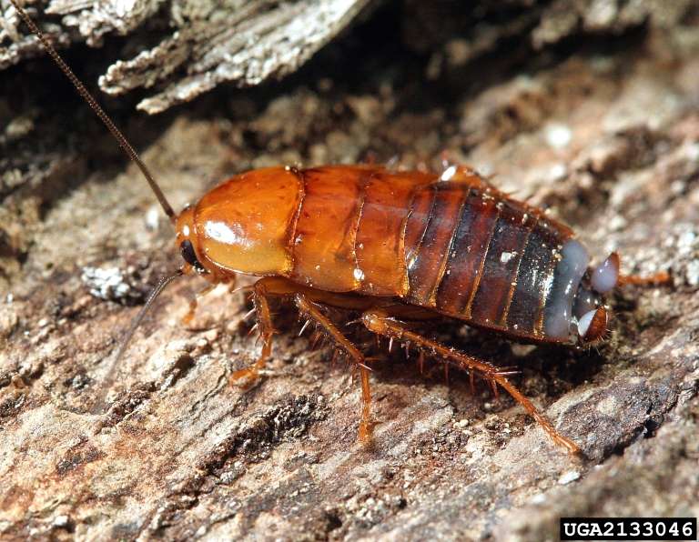 Cockroach Pest Control in Lansing area, Michigan