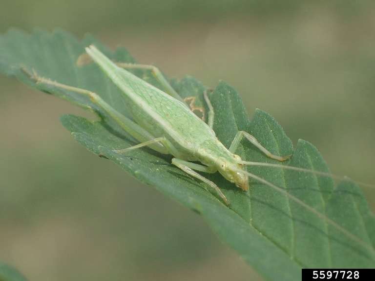 Crickets Pest Control in Lansing area, Michigan