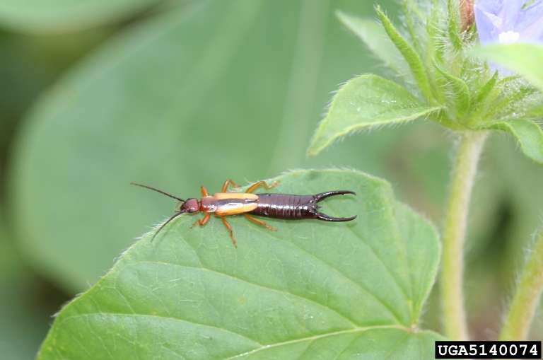 Earwigs Pest Control in Lansing area, Michigan