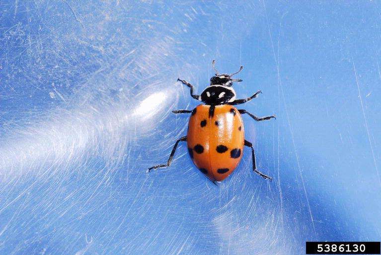 Ladybugs Pest Control in Lansing area, Michigan