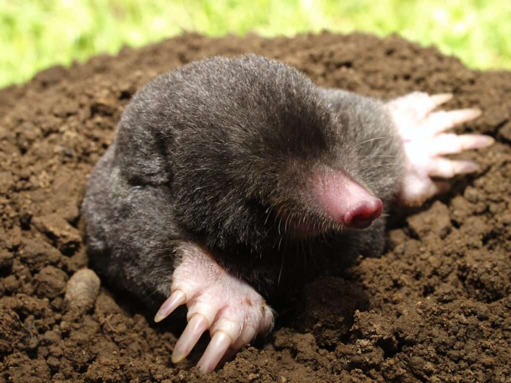 Mole Pest Control in Lansing area, Michigan