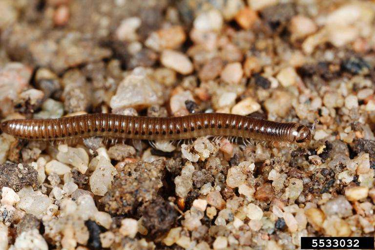 Millipedes Pest Control in Lansing area, Michigan