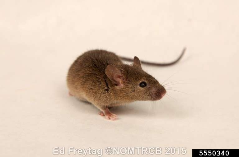 Mouse Pest Control in Lansing area, Michigan