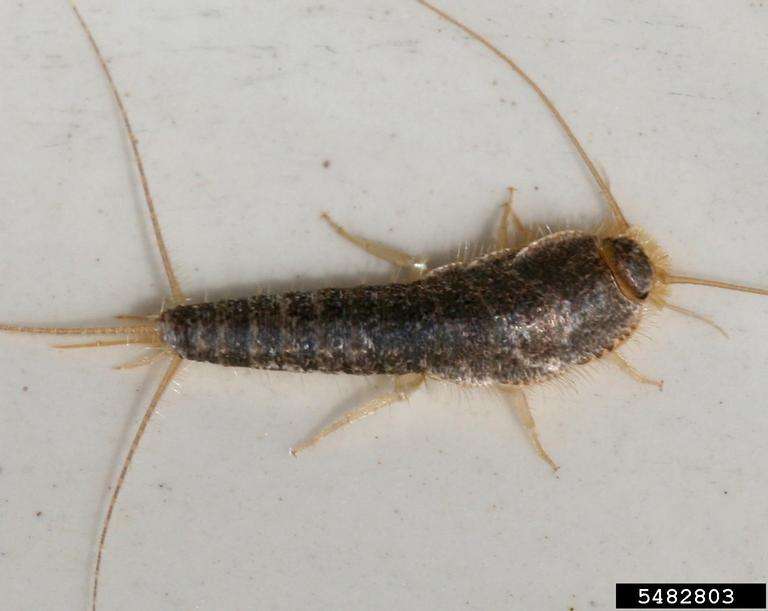 Silverfish Pest Control In Lansing area, Michigan