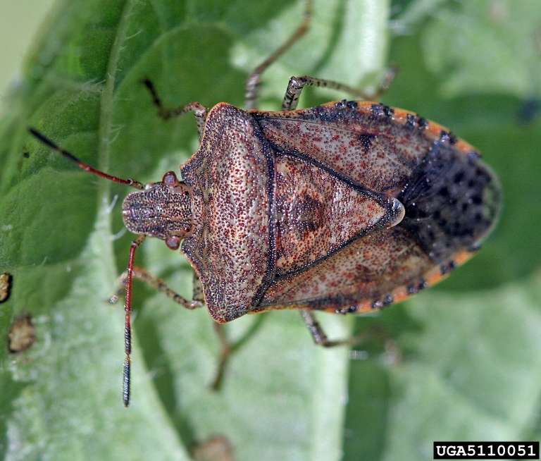 Stink Bugs Pest Control in Lansing area, Michigan