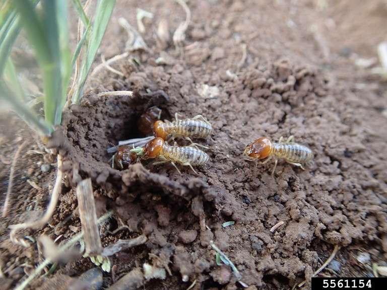 Termites Pest Control in Lansing area, Michigan