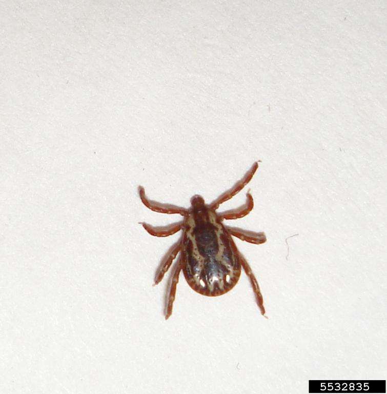 Ticks Pest Control in Lansing area, Michigan