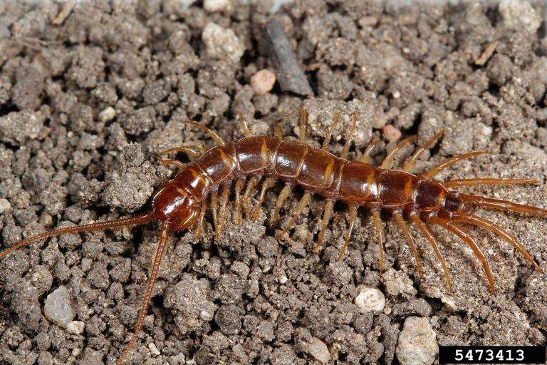 Centipedes Pest Control in Lansing area, Michigan