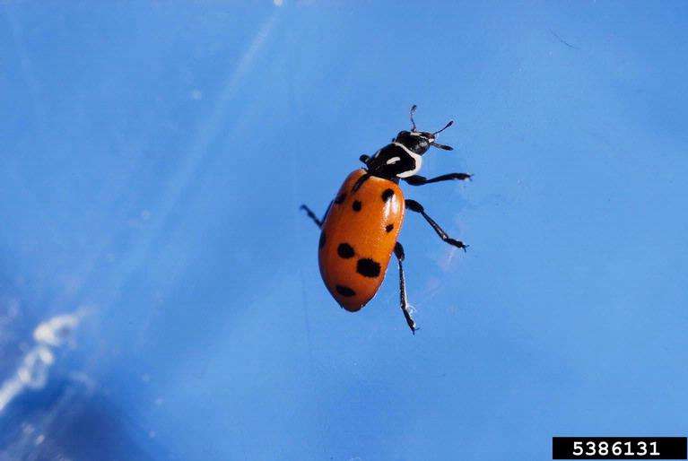 Ladybugs Pest Control in Lansing area, Michigan