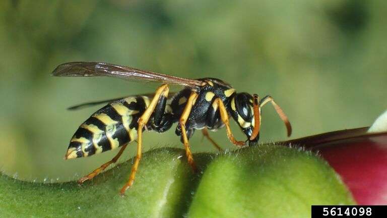 Wasps Pest Control in Lansing area, Michigan