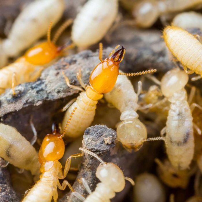 Termites Pest Control in Lansing area, Michigan